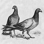 Paul Julius Reuter uses pigeons to fly stock prices between Aachen and Brussels.